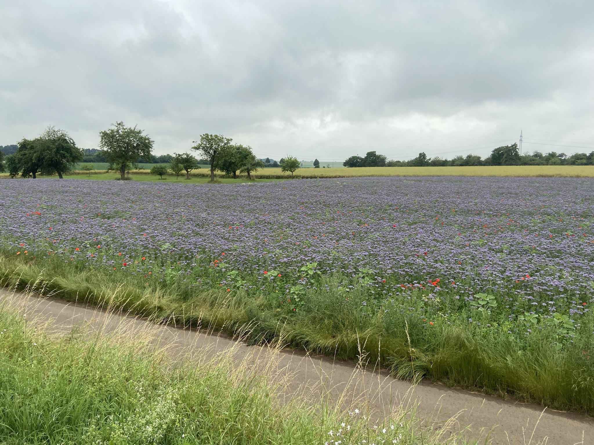 Landschaftspflege und Blühflächen