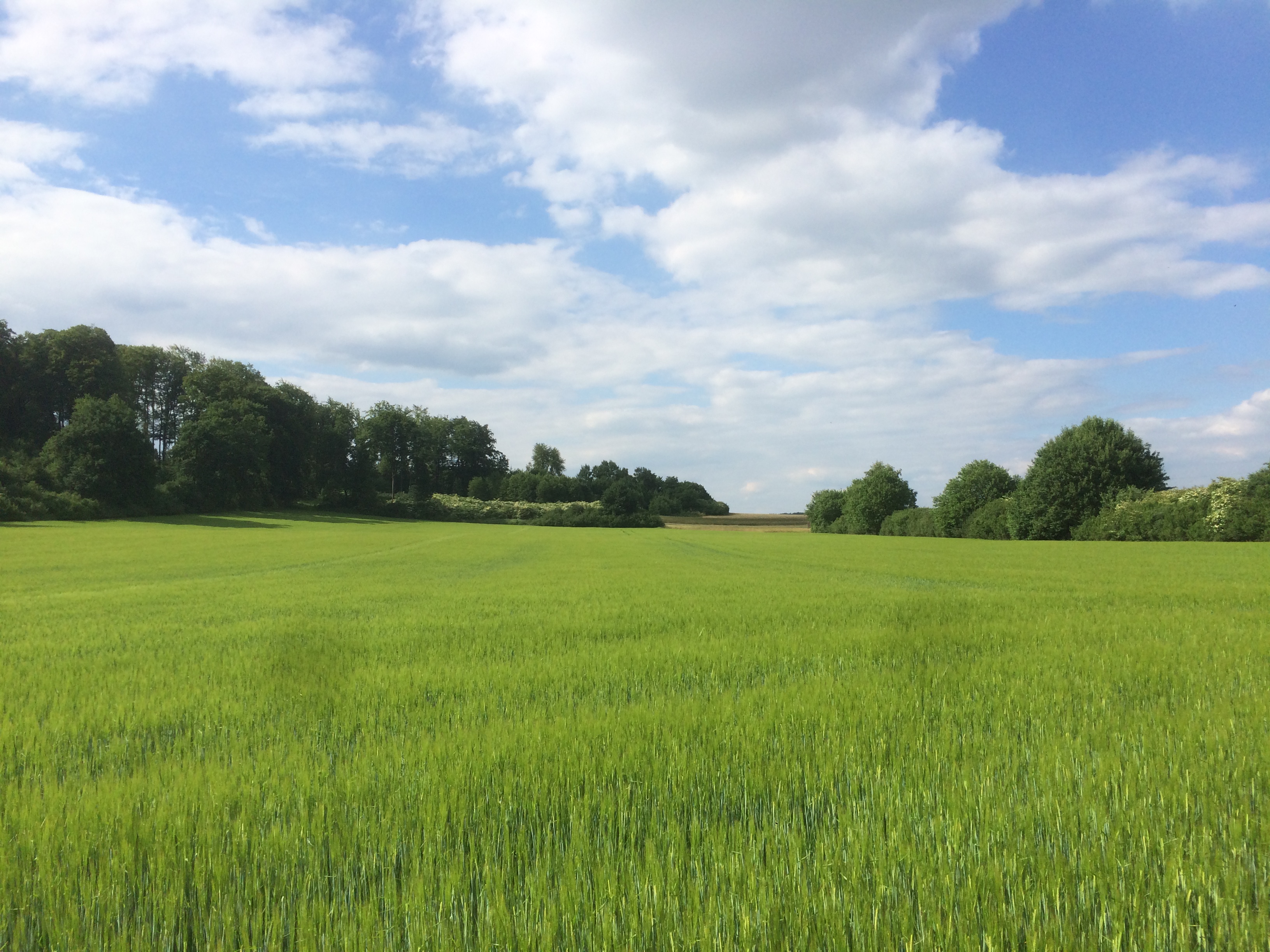 Ackerbau rund um den Auenhof
