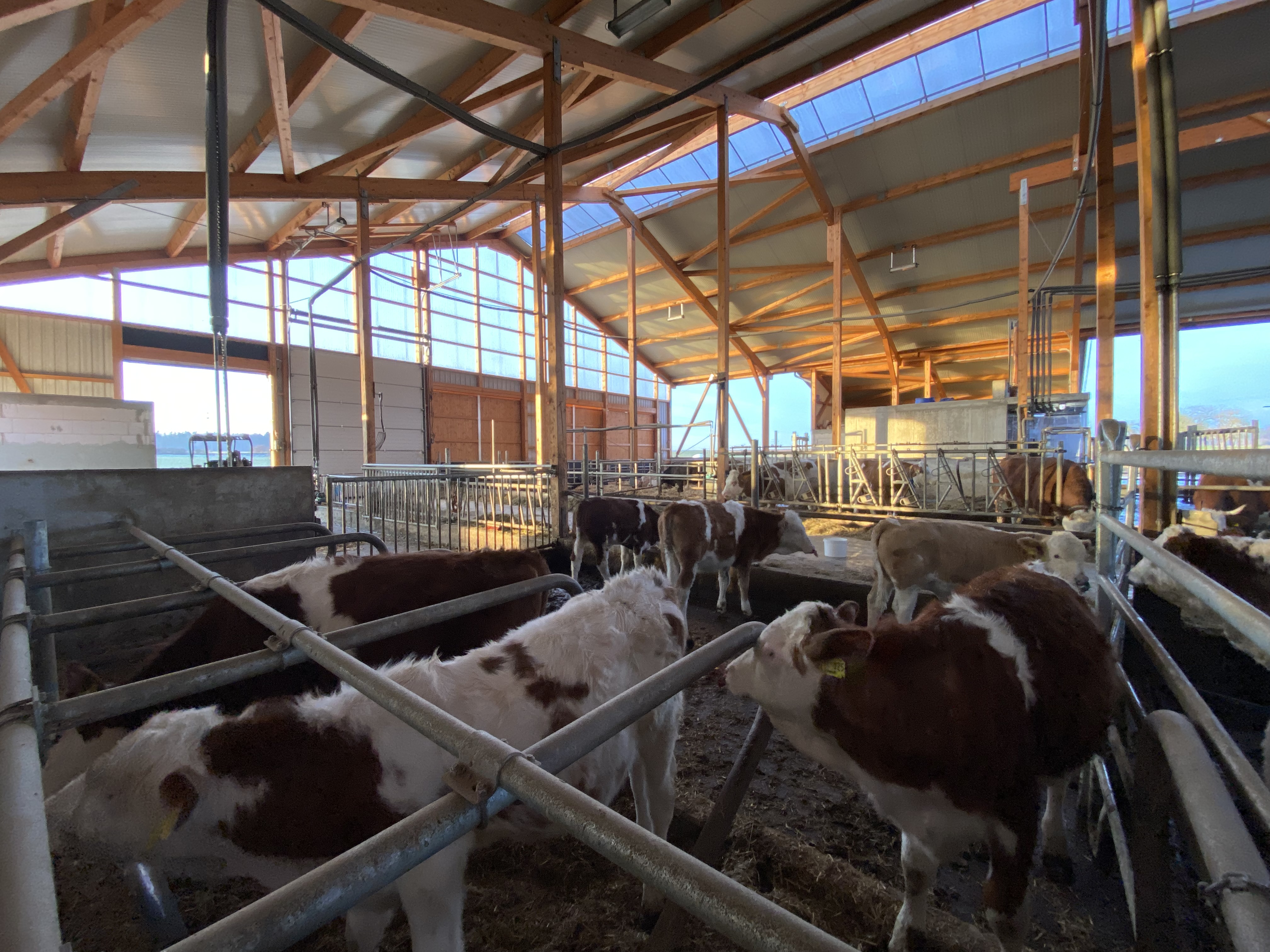 Kuhstall Melkroboter