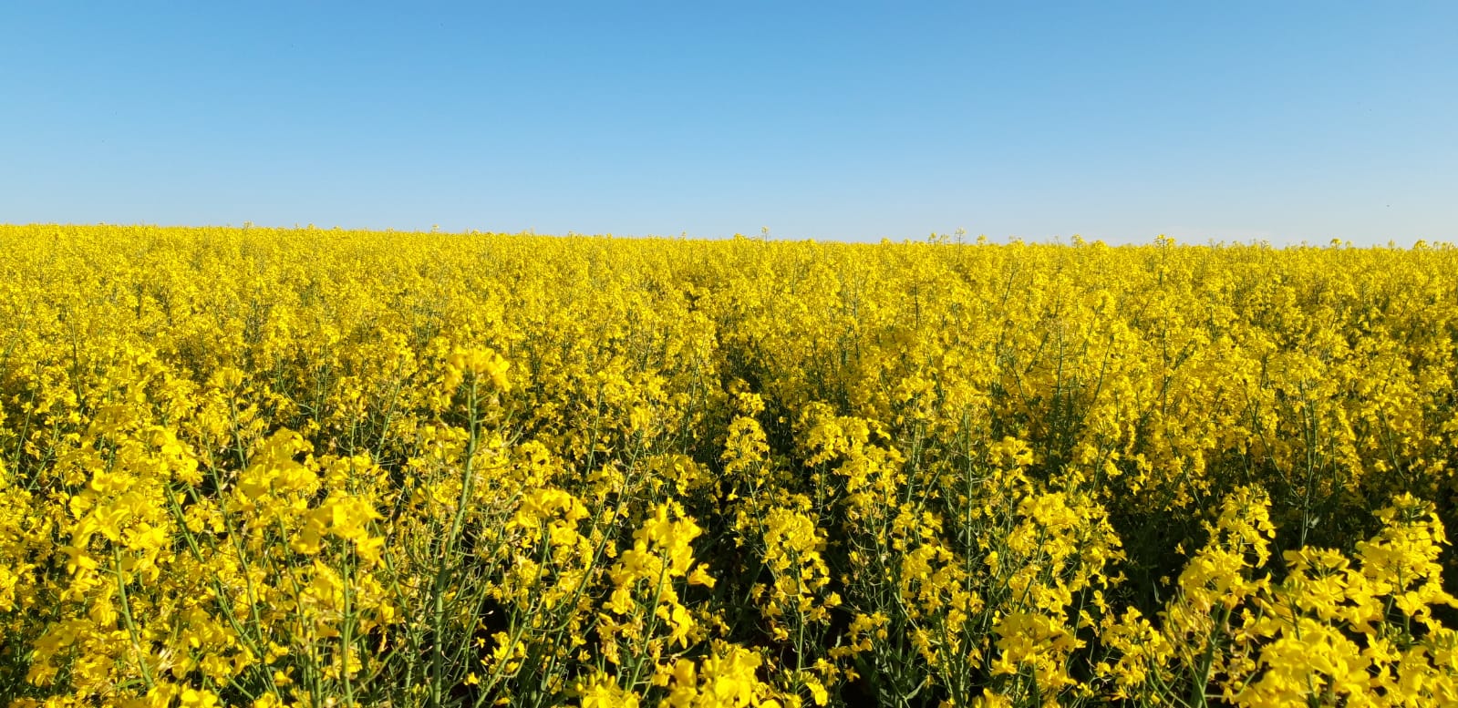 Grünland und Wiesenflächen